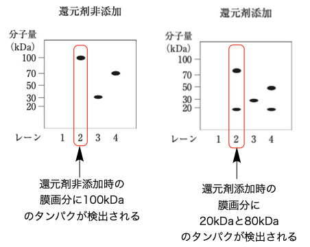 解説画像